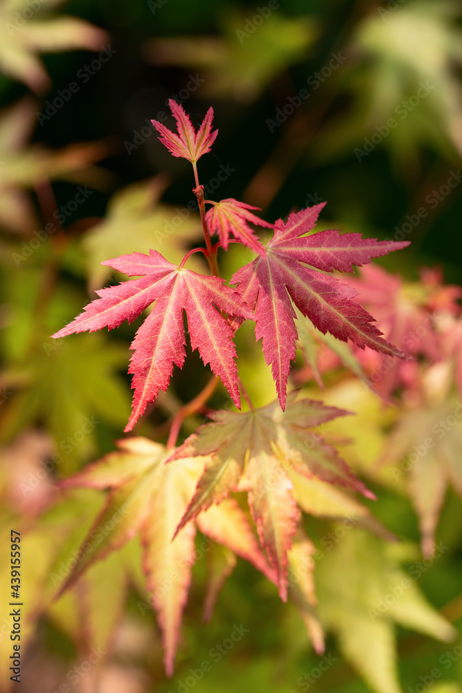 Japanese maple Acer palmatum Orange Dream tree in garden Japanese maple Acer palmatum Orange Dream tree in garden
