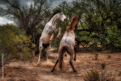 Salt River Wild Horses