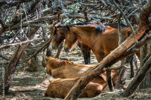 Salt River Wild Horses