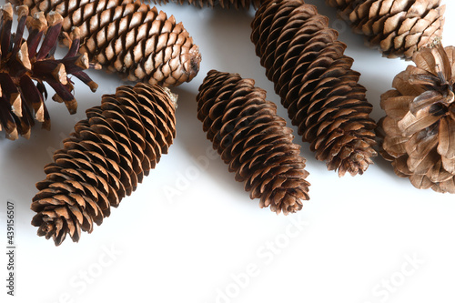 pinecones isolated on white background