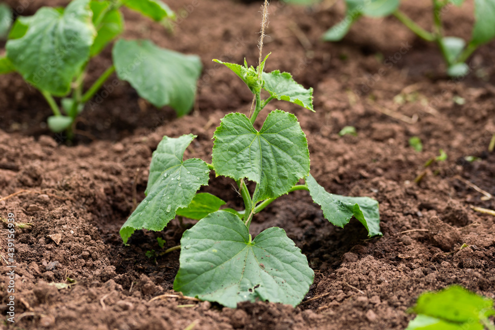 Obraz premium Cucumber gherkin Cucumis Sativus plant growing in summer kitchen garden