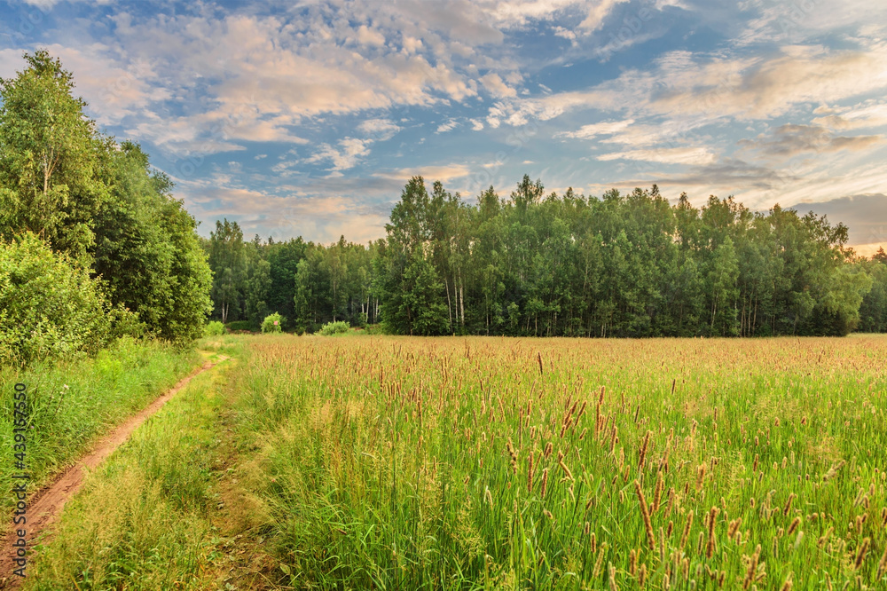 Naklejka premium footpath in the field