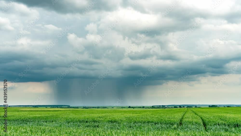 the movement of clouds over an agricultural field with wheat. A storm and rain gray cloud floats across the sky with a visible rain band. Heavy rain in the village in summer. 4k video timelapse