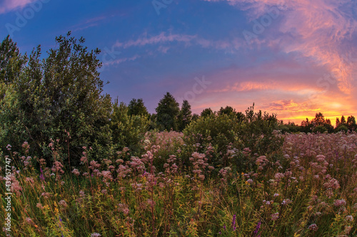 Sunset in summer field