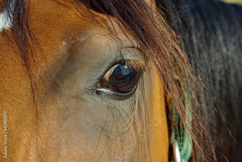 Koń - końskie oko. Horse - horse's eye.