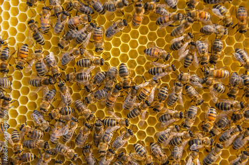 Honey bee on honey comb