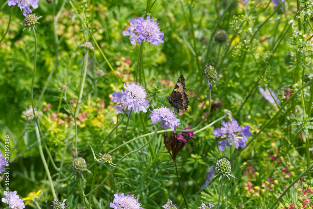 Small tortoiseshell butterfly (Aglais urticae) sitting on a flower in Zurich, Switzerland. Small tortoiseshell butterfly (Aglais urticae) sitting on a flower in Zurich, Switzerland.