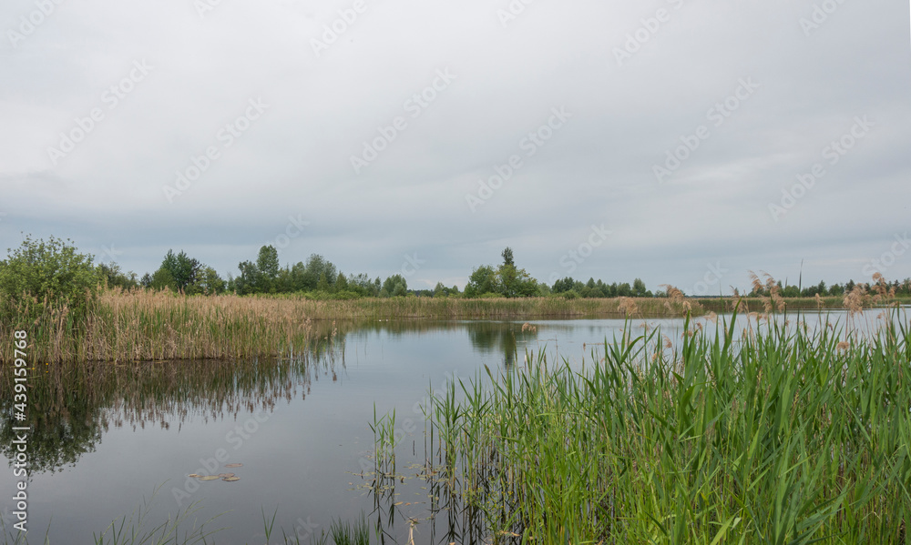 View of the lake with reeds on a summer day