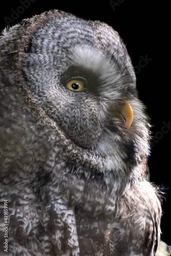 A Great Gray Owl sitting in a tree