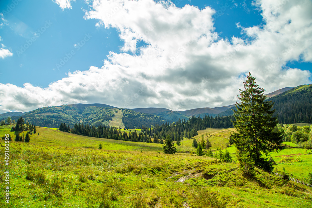 the field is covered with grass and coniferous trees on the background of a mountain range. mountain landscape.