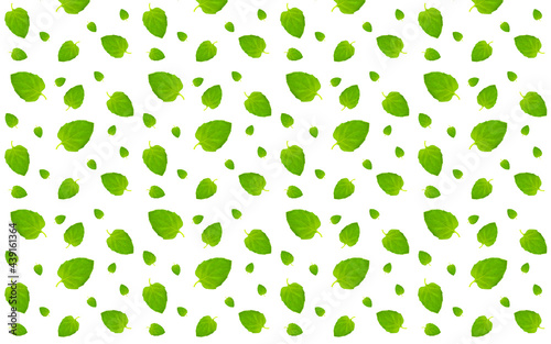 mint leaves seamless pattern on white background
