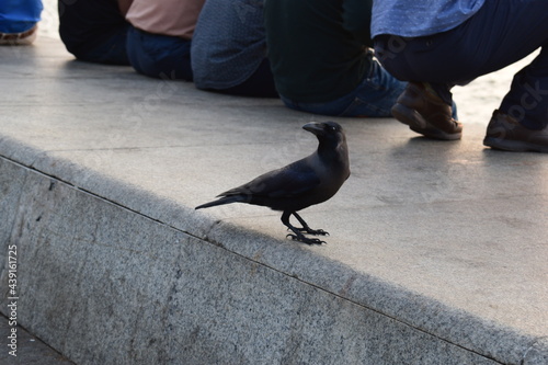 Crow is sitting behind the people and looking back side.