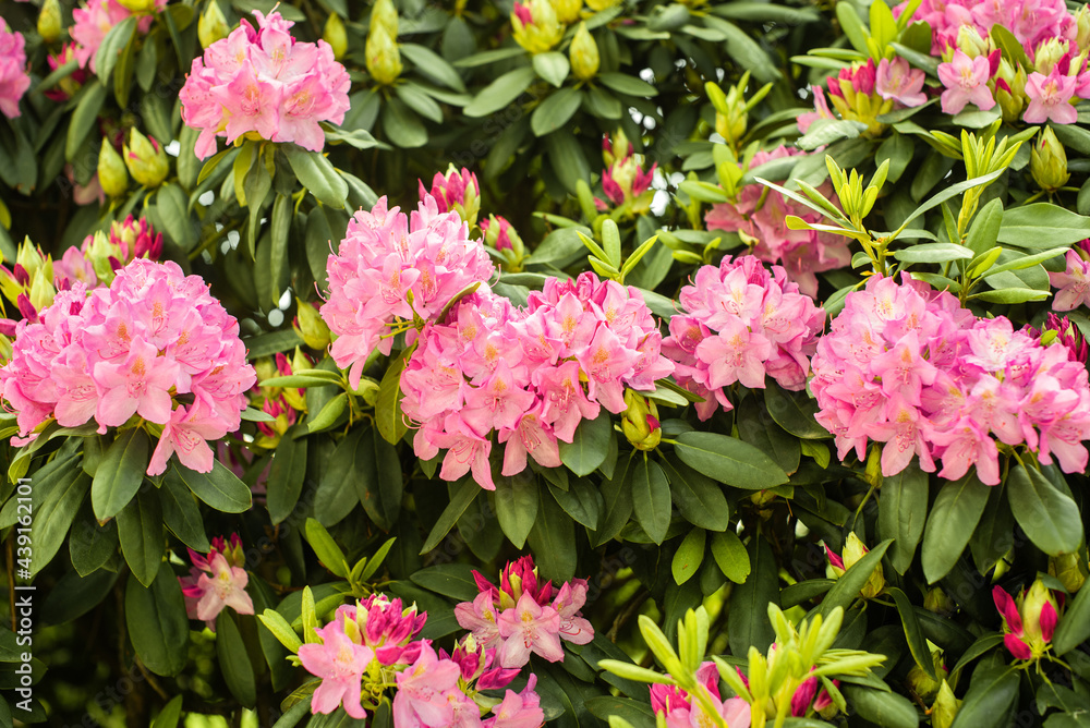 Obraz premium Beautiful blooming pink Azalea - flowering shrubs in the genus Rhododendron. Pink, summer flower background. gardening.