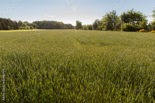 rye growing in the field