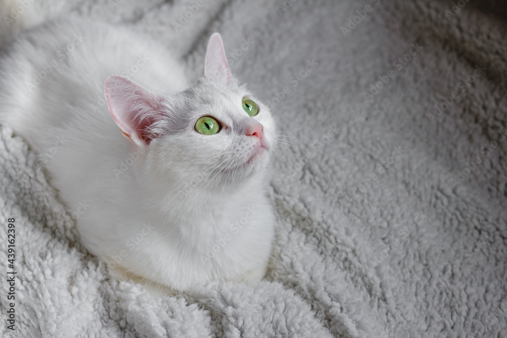 portrait of a white cat with green eyes lying on a white blanket and looking up surprised