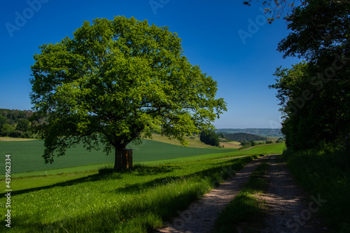 Beautiful hiking trail in Dollendorf in the Eifel with a huge green blooming tree
