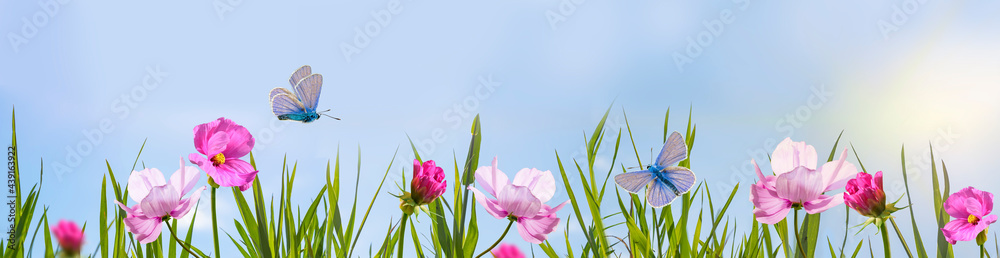 Pink flowers on a blurry soft blue background. A butterfly flies over a beautiful flower.Spring green background, a magical composition with a copy of the space. Panoramic view Pink flowers on a blurry soft blue background. A butterfly flies over a beautiful flower.Spring green background, a magical composition with a copy of the space. Panoramic view