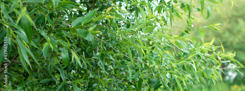 green foliage in summer in sunny weather, background