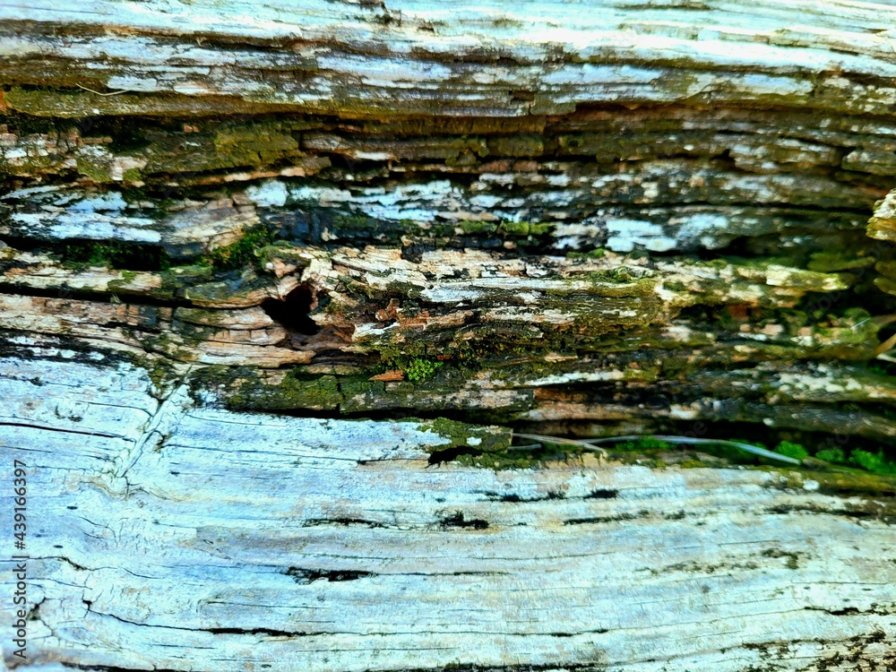 Obraz premium old wood texture