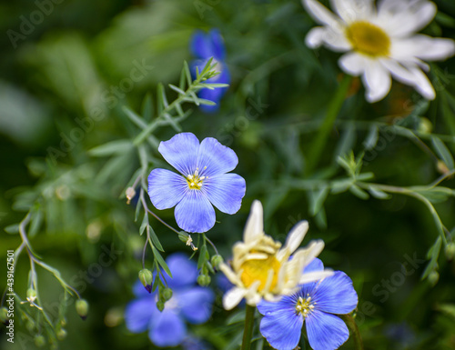 Blue and White Flowers - Depth of Field