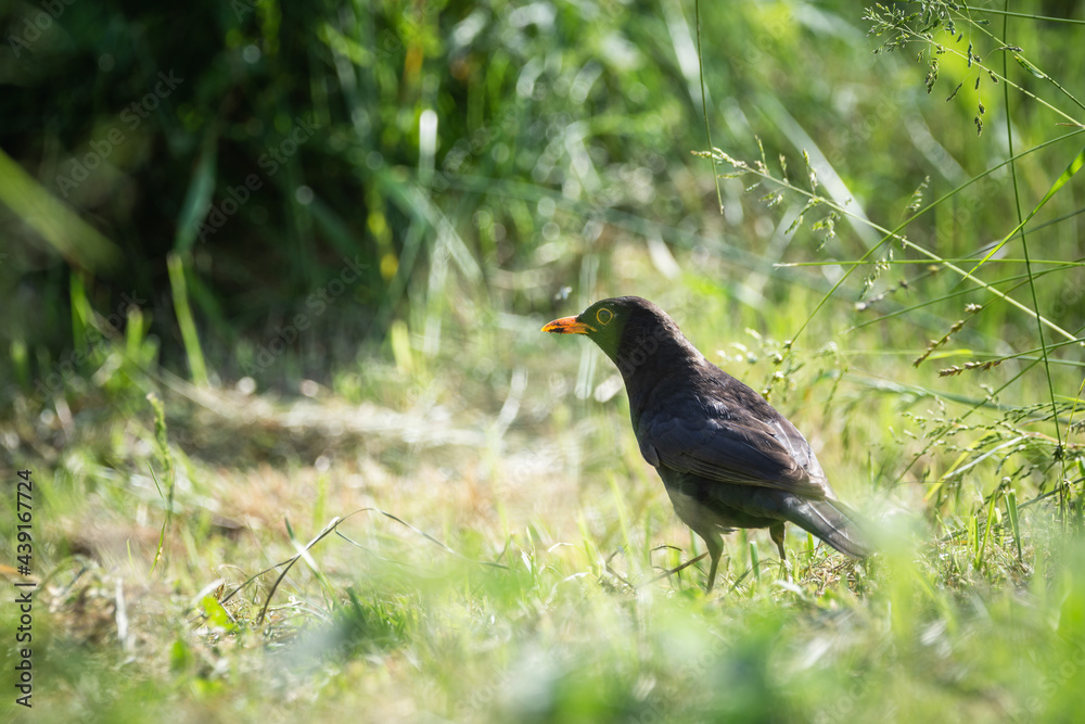 common blackbird (turdus merula) on the ground common blackbird (turdus merula) on the ground