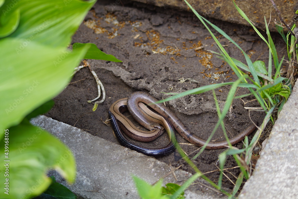 Fototapeta premium Beznoga jaszczurka ,padalec ,jaszczurka beznoga 