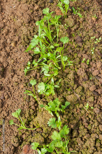 Parsley grows in the garden in the summer in the greenhouse