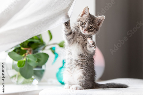 Little kitten playing on a rwindow in the morning sunlight