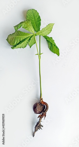 Chestnut tree sapling with roots on white background photo