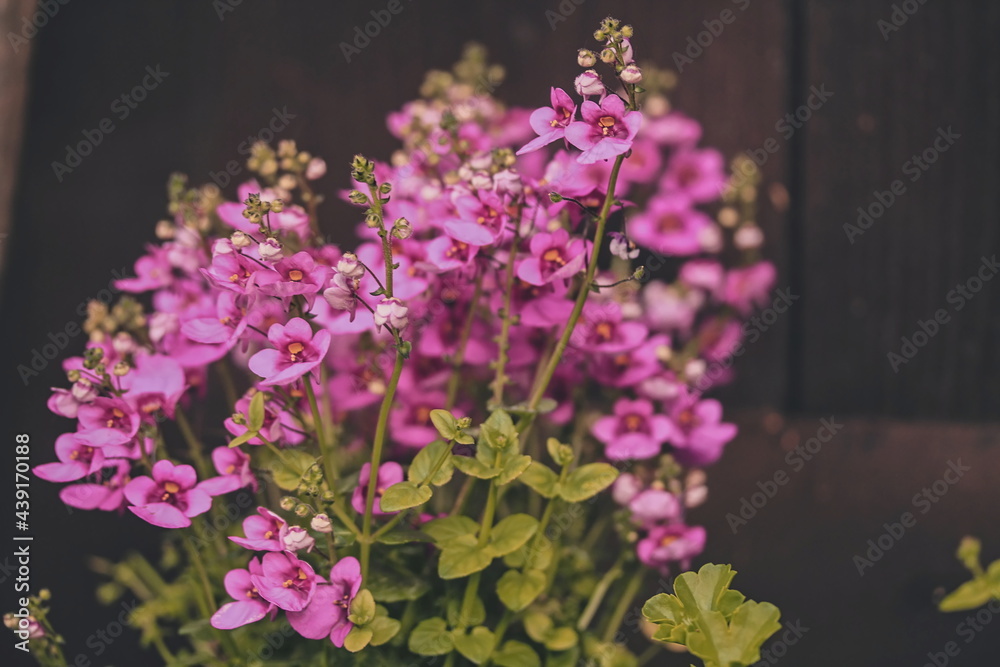 Obraz premium Diascia barberae, called twinspur along with other members of its genus, is a species of flowering plant in the family Scrophulariaceae.