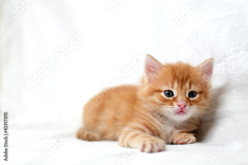 Fototapeta Naklejka Na Ścianę i Meble -  A beautiful bright red kitten on a white background looks to the side. Young cute little red kitty. Long haired ginger kitten play at home. Cute funny home pets. space for text