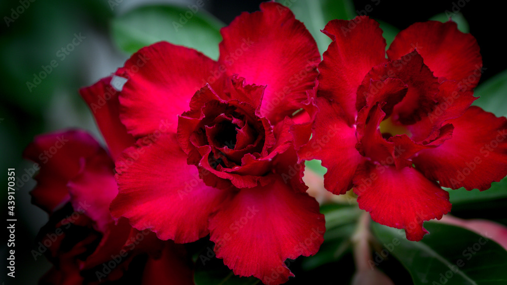  Impala Lily, Pink Bignonia, Mock Azalea, Desert Rose, Adenium obesum (Fosk.) Roem. & Schult.The flowers are red, background blurred.