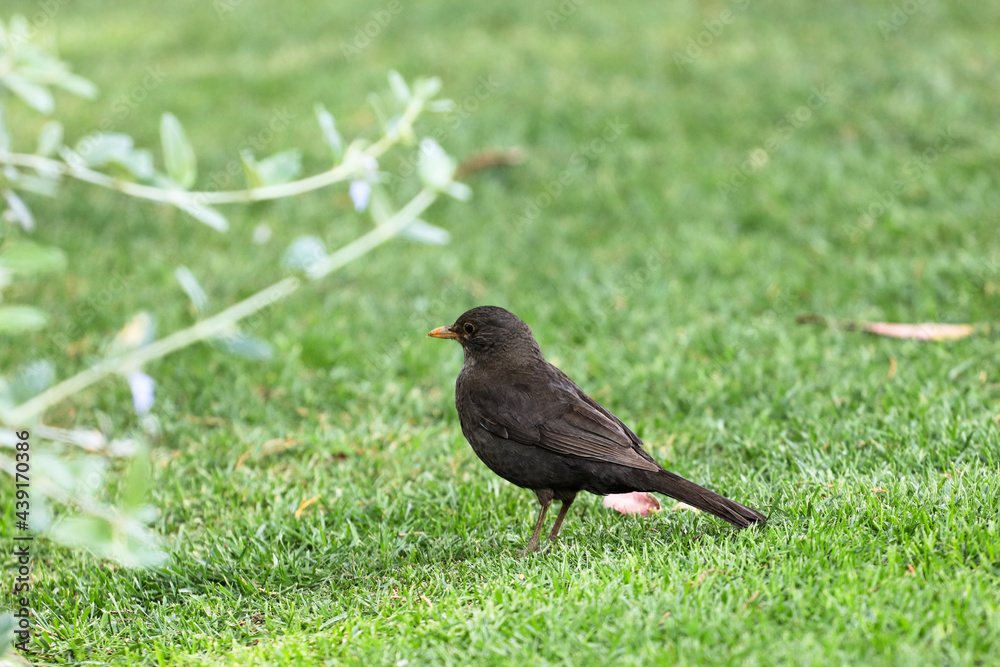 Obraz premium blackbird posing in the grass