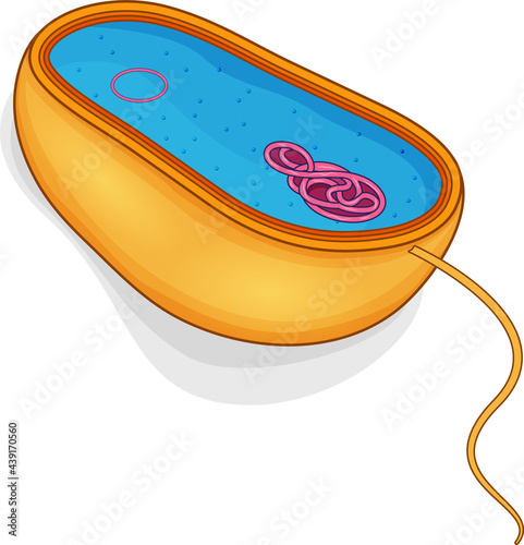 E coli bacteria structure illustration. 