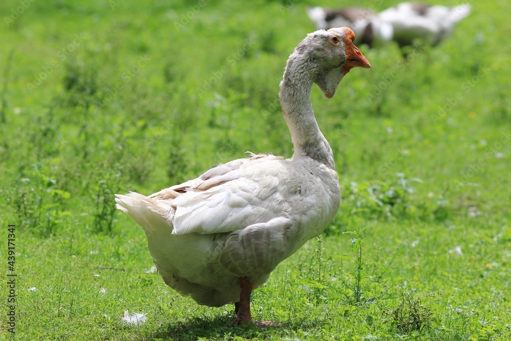 Domestic geese in the poultry yard Domestic geese in the poultry yard