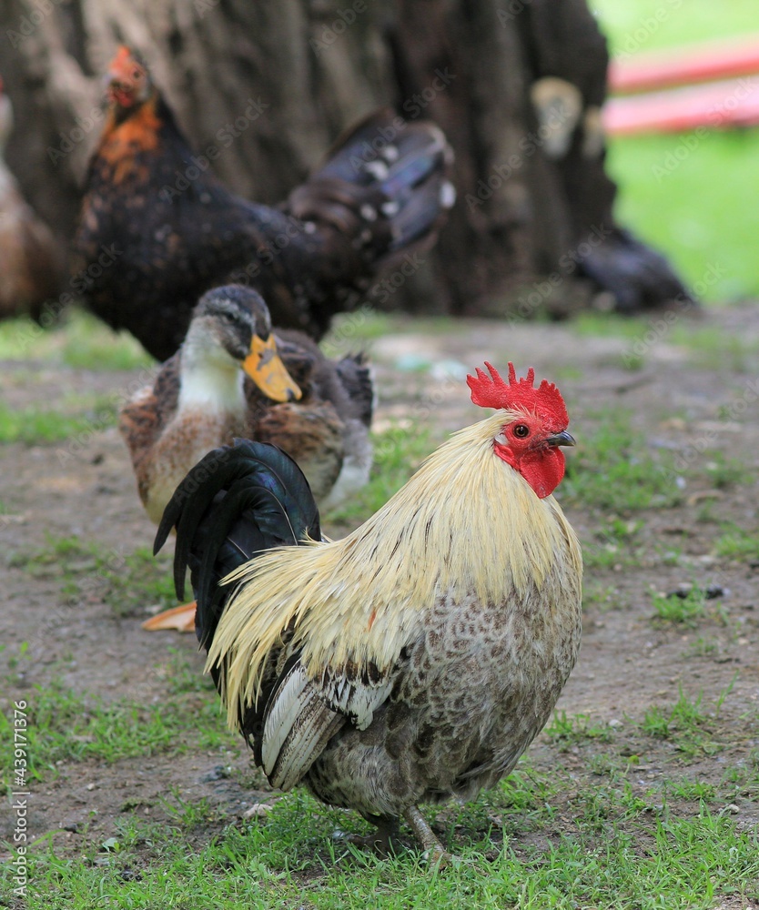 Domestic chickens in the poultry yard