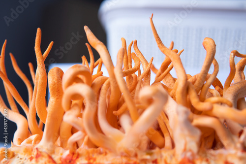 cordycepin Using . Cordyceps Militaris mushroom. Cordyceps Fresh . Fungi for Human Health. photo