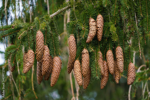 Green spruce branches with needles and many cones. Many cones on spruce.