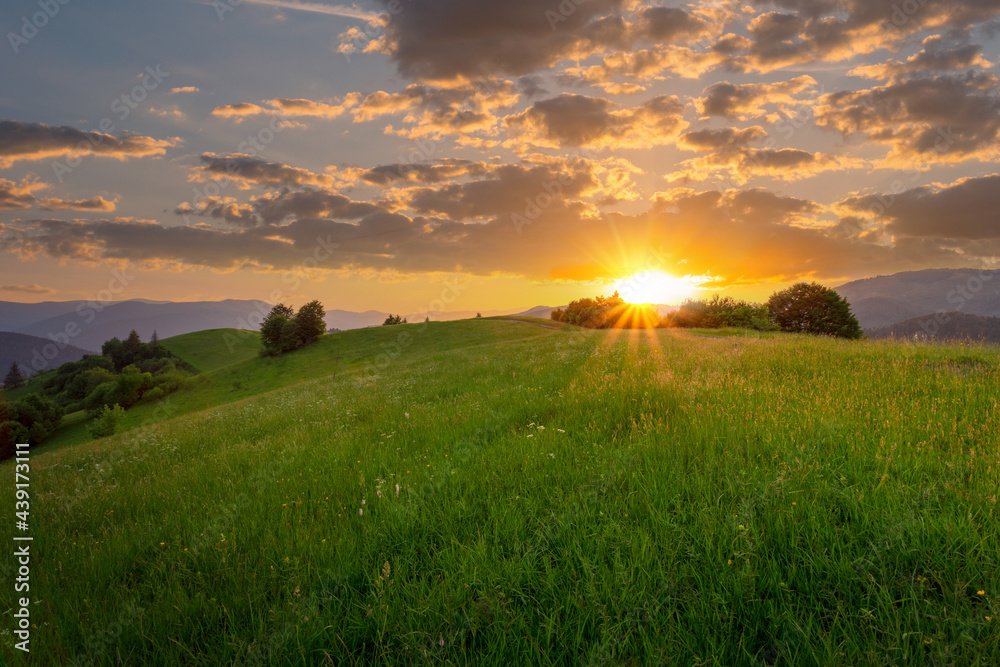 Beautifull high grass meadow in sunset light. Idyllic summer scenery. Carpathian mountains under the majestic evening sky with clouds. Ukraine.