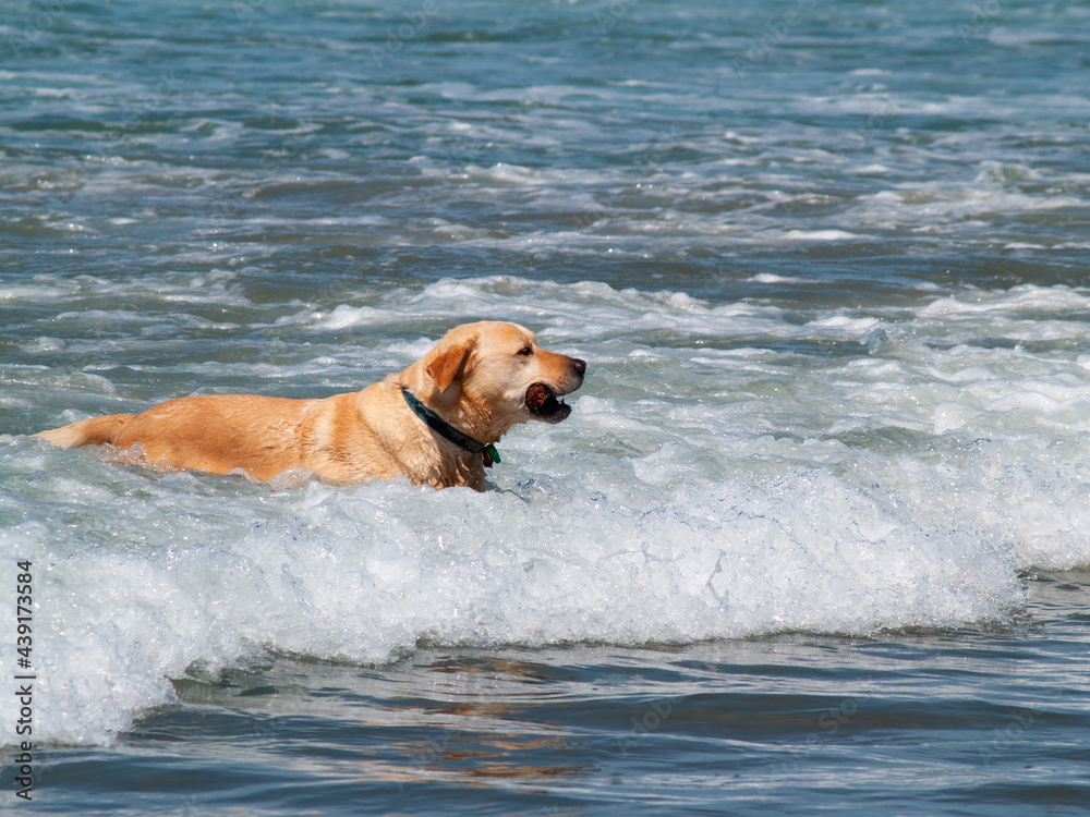 Golden dog playing surf