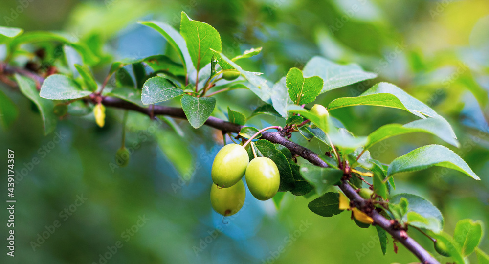 green unripe plums on the tree in focus. Blurred background
