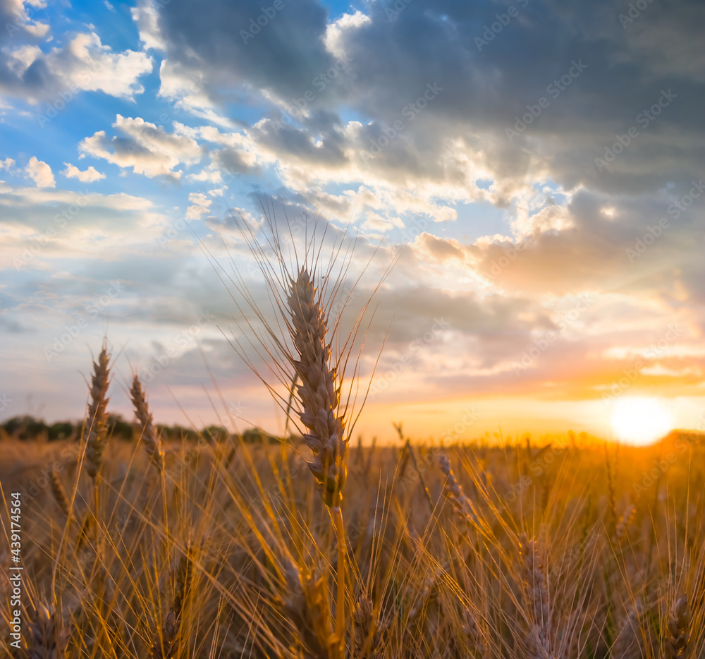 summer wheat field at the sunset, rural agricultural background