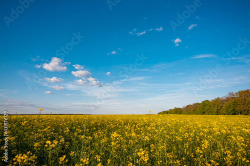 Landscape of rapeseed in the evening. Rural scene of farmers land of growing yellow-blooming plant