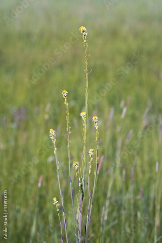 Arabis glabra, commonly known as tower rockcress or tower mustard. Wild plant in the meadow in early summer