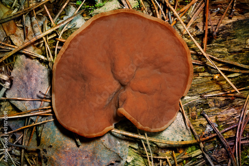 Canvas-taulu Brown fruitbody of Pig's Ears (Discina perlata or Discina ancilis), an edible early spring species of fungi, growing in the forest