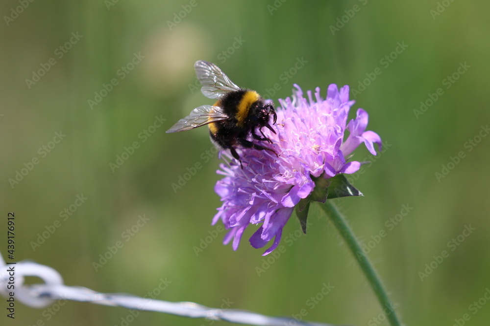 Nahaufnahme Biene auf Blüte