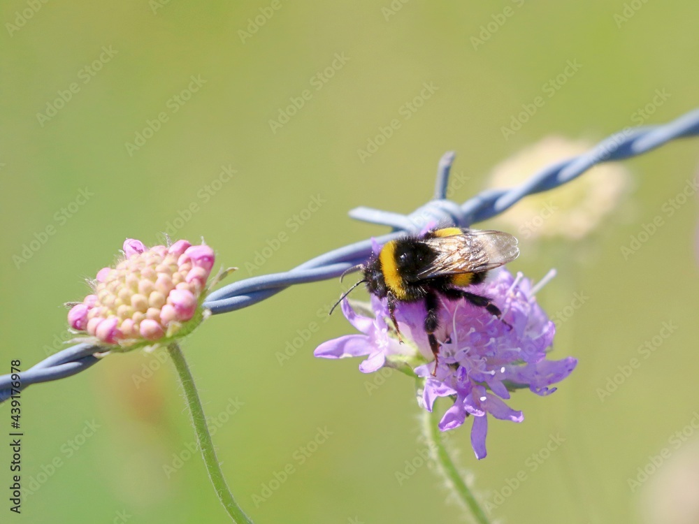 Nahaufnahme Biene auf Blüte Nahaufnahme Biene auf Blüte