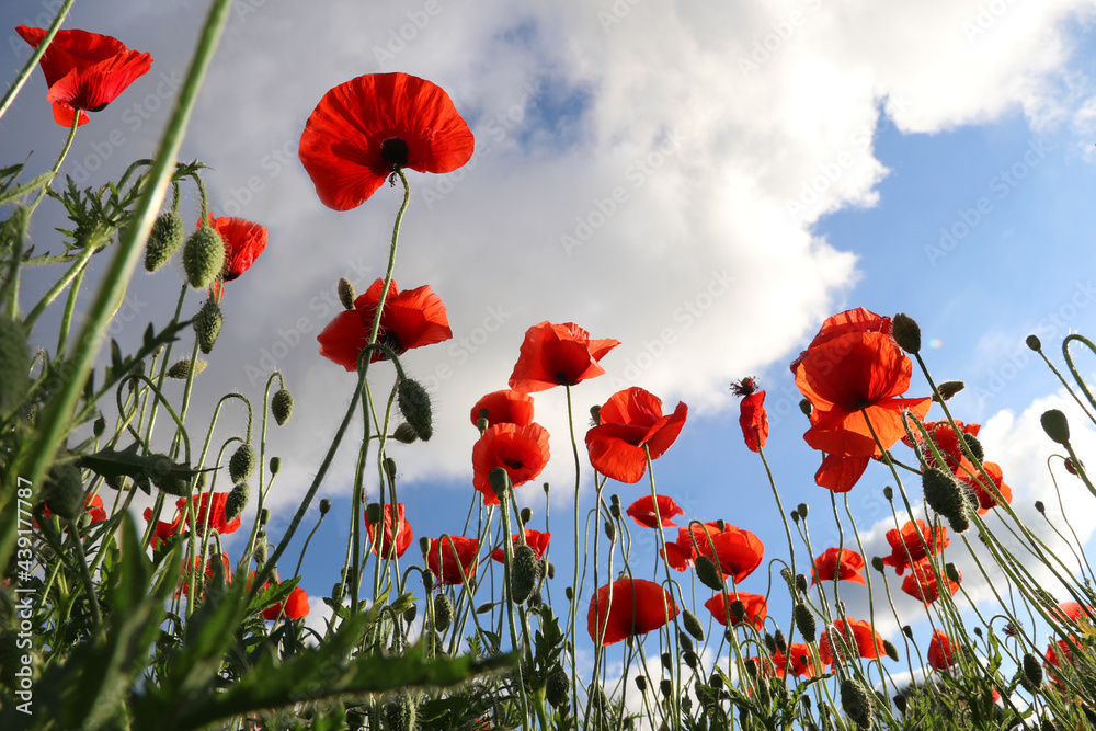 Obraz premium Vivid poppy field. Beautiful red poppy flowers on green fleecy stems grow in the field. Scarlet poppy flowers in the sunset light. Close-up of poppies