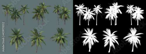 various types of palm 