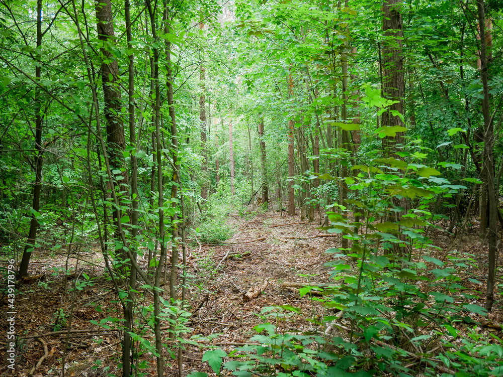 Obraz premium Ein schöner kleiner deutscher Wald